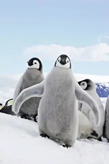 Creche: Emperor Penguin - chick flapping wings