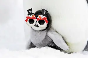 Snowman: Emperor Penguin - chick sheltering on adult's