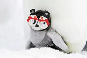 Snowman: Emperor Penguin - chick sheltering on adult's