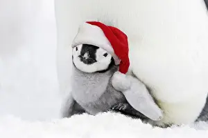 090819: Emperor Penguin - chick sheltering on adult's feet