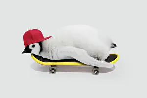 Skateboarding: Emperor Penguin, chick on skateboard wearing baseball cap