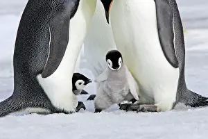 Stepping: Emperor Penguin - chick stepping onto adult's feet