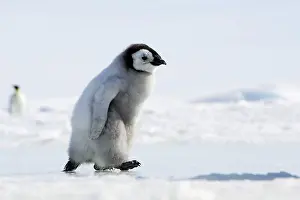 Emperor Penguin - chick walking across ice