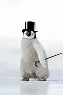 Bowler: Emperor Penguin - chick wearing bowler hat