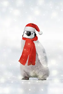 281217: Emperor Penguin - chick wearing Christmas hat and scarf