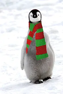 Emperor Penguin - chick, wearing christmas scarf