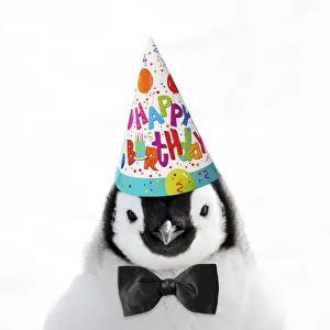 101019: Emperor Penguin, chick wearing Happy Birthday party hat