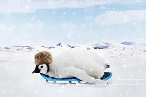 Sledging: Emperor Penguin, chick wearing hat on a sledge in
