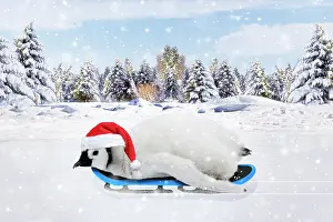 Sledging: Emperor Penguin, chick wearing hat on a sledge in