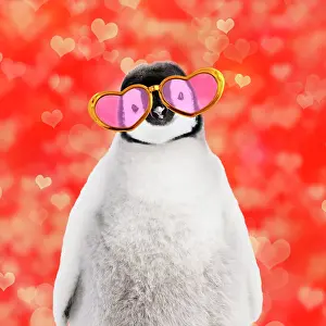 160520: Emperor penguin chick wearing heart shaped sun glasses
