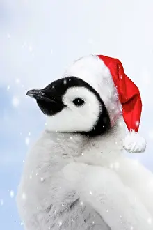 111020: Emperor Penguin - chick wearing a red Santa Christmas hat