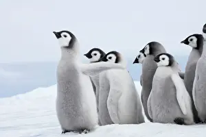 Creche: Emperor Penguin - Chicks