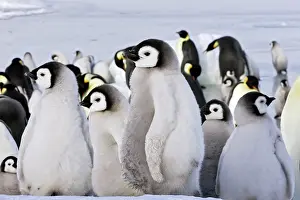 Creche: Emperor Penguin - chicks