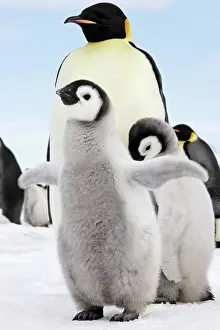 Flipper: Emperor Penguin - two chicks