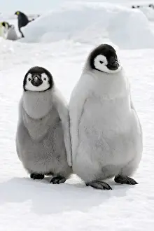 Touching: Emperor Penguin - two chicks