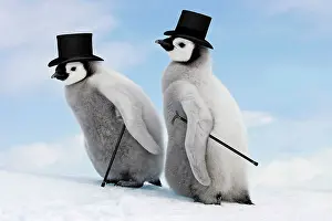 Canes: Emperor Penguin - two chicks with top hats and canes