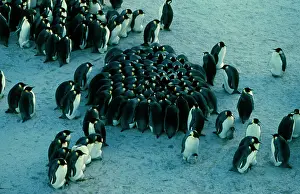 Huddled: Emperor penguin - chicks huddled together for warmth