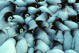 Huddled: Emperor penguin - chicks huddled for warmth