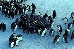 Huddling: Emperor penguin - chicks huddling for warmth