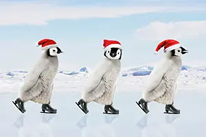 Skates: Emperor Penguin - three chicks ice skating