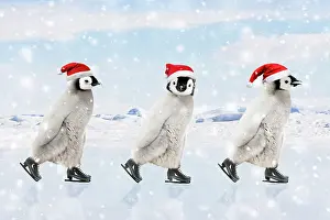 Skates: Emperor Penguin - three chicks ice skating