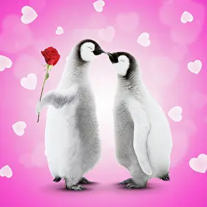 170222: Two Emperor Penguin chicks kissing and giving a rose with he
