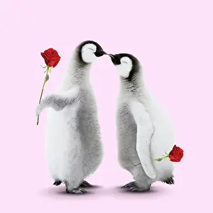 170222: Two Emperor Penguin chicks kissing and giving a rose