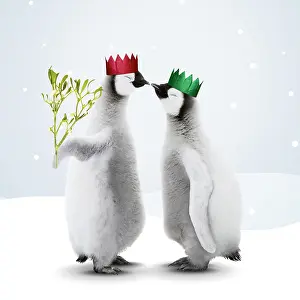161118: Emperor Penguin, two chicks kissing one holding