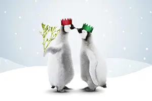161118: Emperor Penguin, two chicks kissing one holding