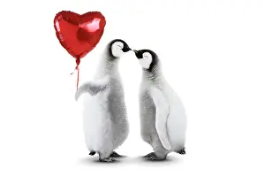 2415: Emperor Penguin, two chicks kissing holding heart