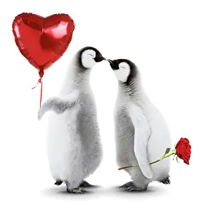 2415: Emperor Penguin, two chicks kissing holding heart shaped hel