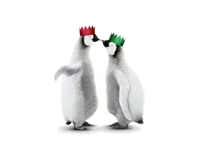 161118: Emperor Penguin, two chicks kissing wearing Christmas