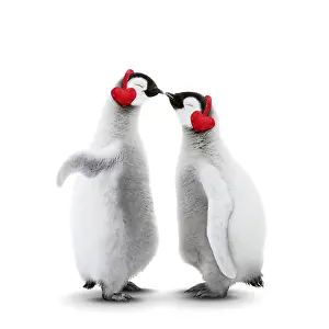 Earmuffs: Emperor Penguin, two chicks kissing wearing heart-shaped