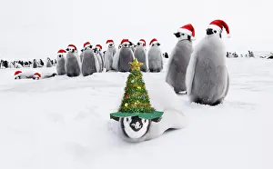 111219: Emperor Penguin, chicks, wearing Christmas hats