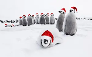 111219: Emperor Penguin, chicks, wearing Christmas hats