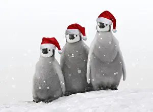 Emperor Penguin, chicks wearing Christmas hats