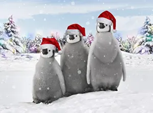 100619: Emperor Penguin, chicks wearing Christmas hats