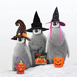 Fancy: Emperor Penguin, chicks wearing Halloween witches