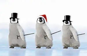 Canes: Emperor Penguin - three chicks wearing a top hat