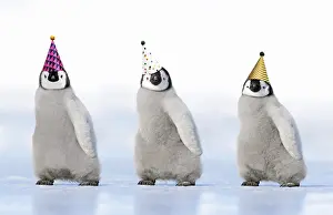 101019: Emperor Penguin, three chicks wearing party hats