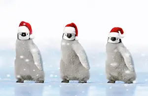 Emperor: Emperor Penguin, three chicks wearing red Christ