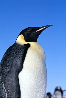 Peter Steyn: Emperor PENGUIN - close-up