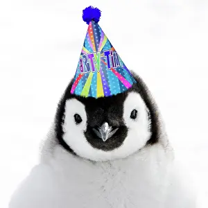 Celebrations: Emperor Penguin - close-up of chick wearing a blue party hat
