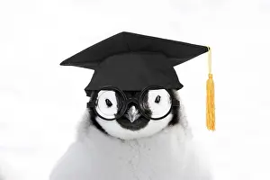Intelligence: Emperor Penguin, close-up of chick wearing glasses