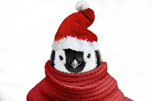 Scarf: Emperor Penguin - close-up of chick wearing a red