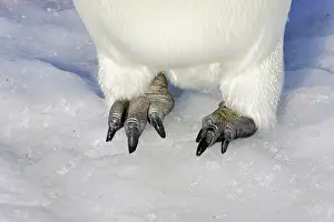 Toes: Emperor Penguin - Close-up of feet