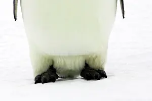 Toes: Emperor Penguin - close-up of feet