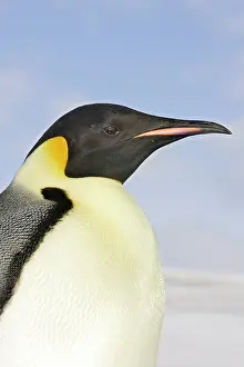 Emperor: Emperor Penguin - close-up of head