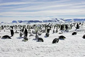 Creche: Emperor Penguin - colony