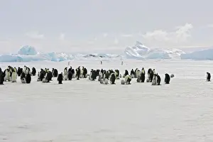 Creche: Emperor Penguin - colony of adults and chicks